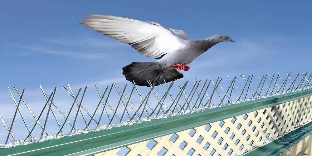 Stainless Steel Anti Bird Spikes in Bangalore (Bengaluru)