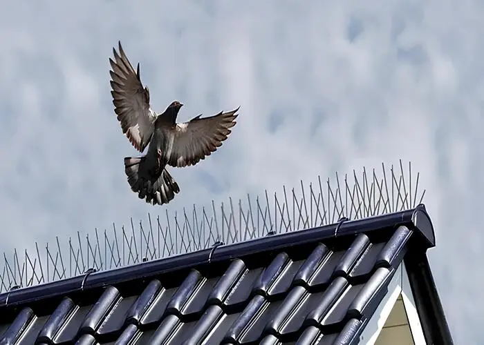 Bird Spikes Installation in Whitefield (5)