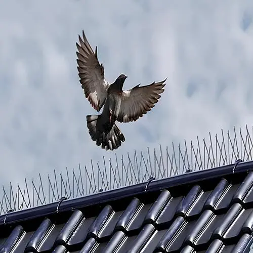 Bird Spikes Installation in Whitefield
