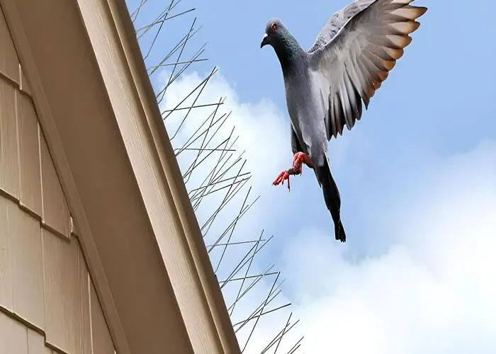 Bird Spikes Installation in Brookefield and Panathur (2)
