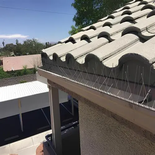 Premium Bird Spikes Installation in Hoodi Circle and Kadugodi