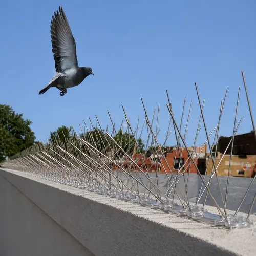Premium Quality Bird Spikes Installation in Gunjur and KR Puram