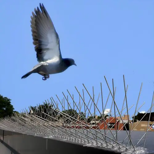 Quality Bird Spikes Installation in Thanisandra and Yelahanka